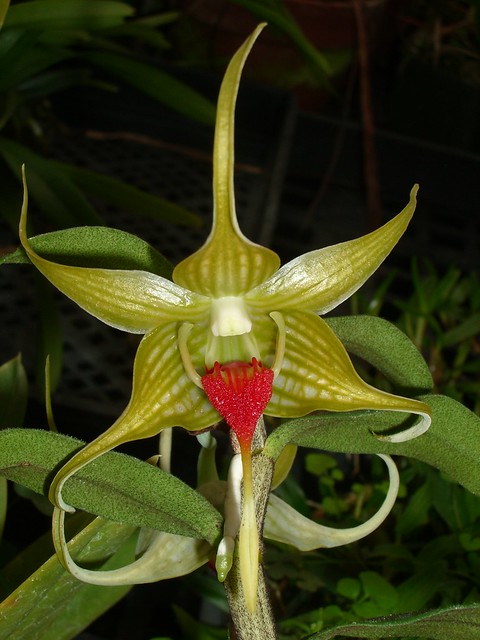 Dendrobium tobaense 2006-11-18 01