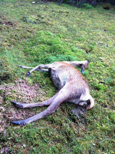 Dead deer, Glenisla