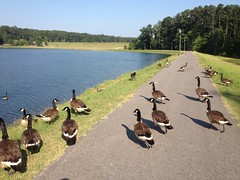  Geese 