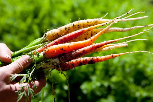 Just-pulled carrots