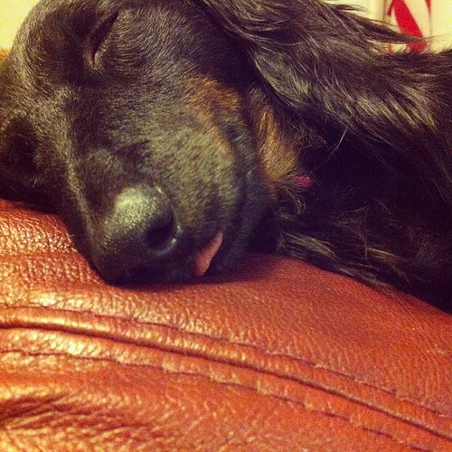 This pup is pure tuckered out...sleeping with her tongue hanging out.