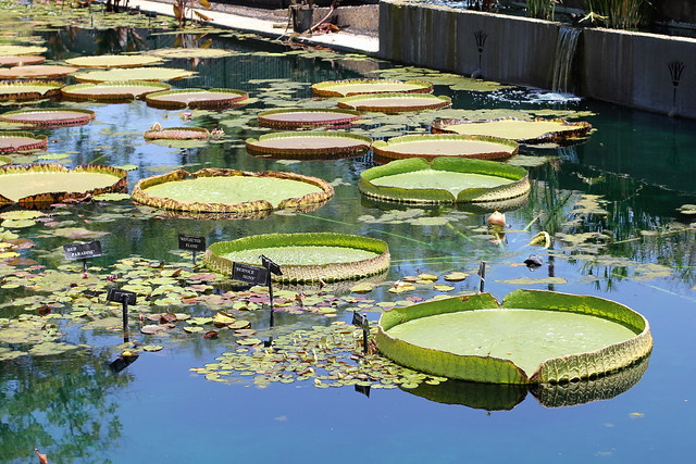 Water Lily Ponds