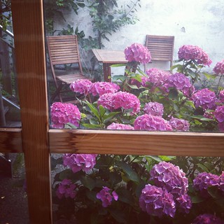 flowers (instagram)