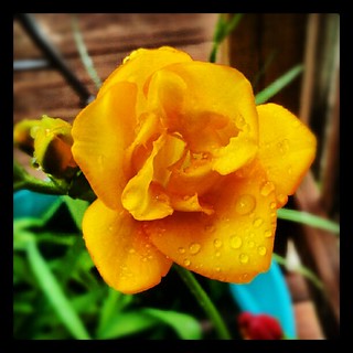 #freesia #flower #igrewit #containergarden #summer #deck #picoftheday #photooftheday #smile #yellow