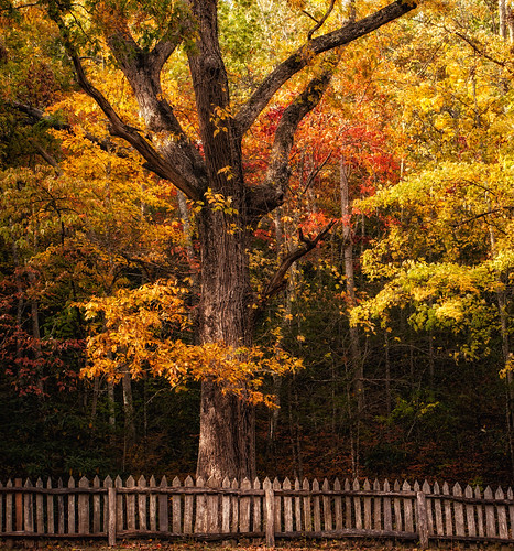 Fall Tree near the Little Greenbrier School