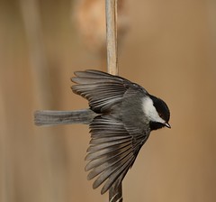 Chickadees, Titmice, Nuthatches and Creepers