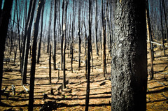 Incendio Forestal - El Hoyo - Chubut - Patagonia