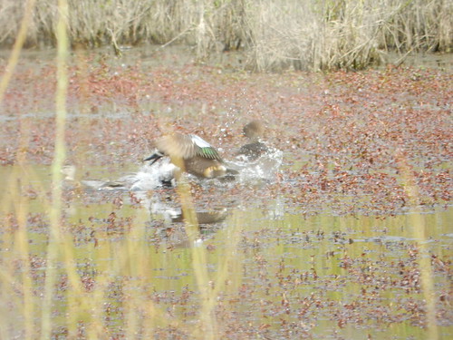 Blue-winged Teal with female Hooded Merganser