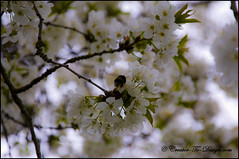 Cerisier Blanc