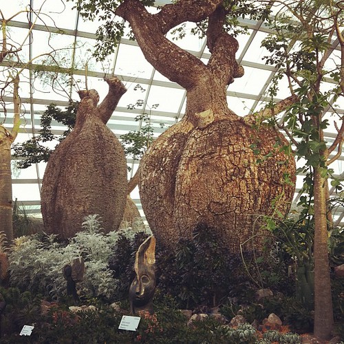 Baobabs? @ Flower Dome of Gardens by the Bay