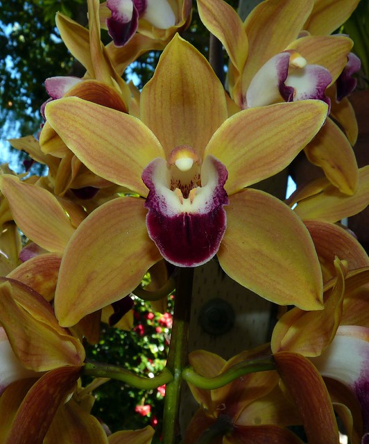 Cymbidium Memoria Amelia Earhart hybrid orchid