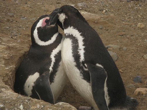 Pingüis Love by roshitz