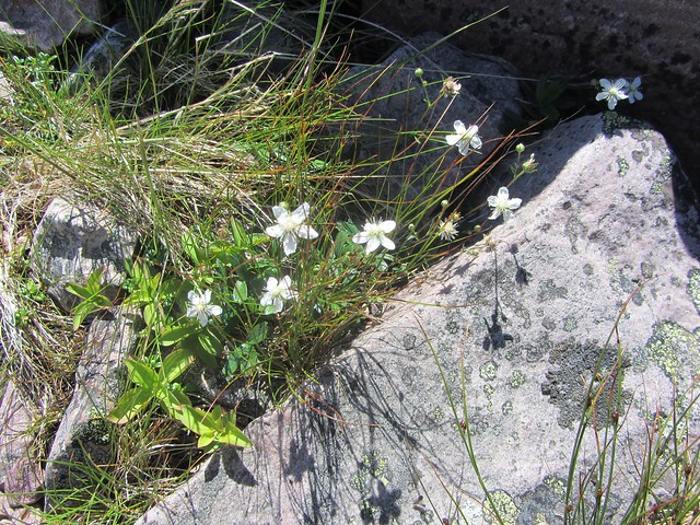 Pretty Mountaintop Tundra Flowers