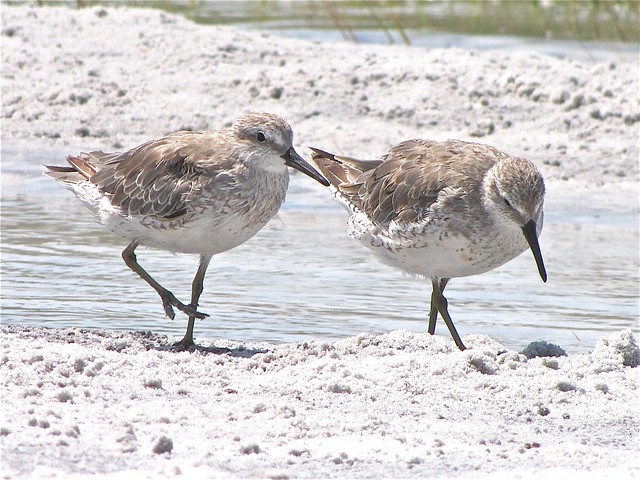Red Knot at Fort DeSoto in Pinellas County, FL 03