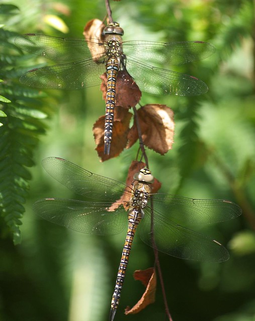 DSC_4215 dragonflies