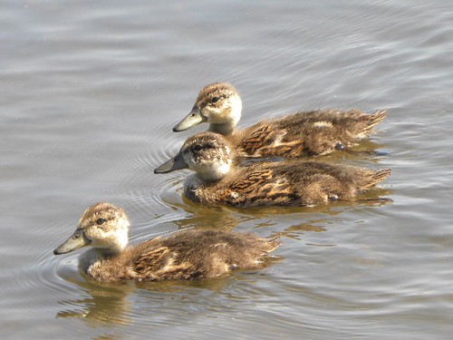 Ducklings at Piper Spit, Burnaby Lake