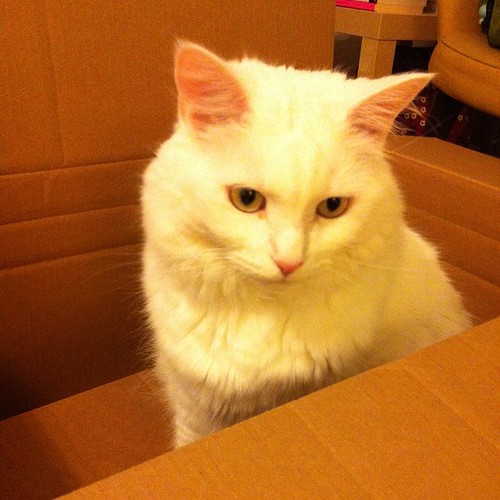 Nilla in her box.