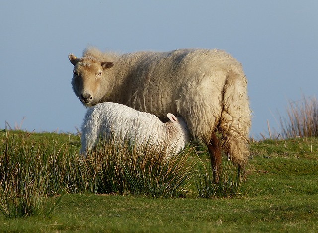 25812 - Lamb, Bryn-bach-Common