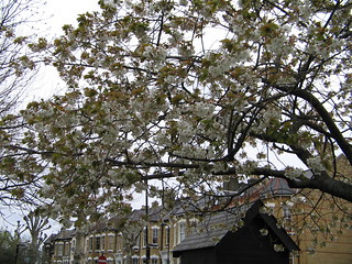Beautiful cherry blossom, Clapton Pond