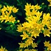 Fine Yellow Flower
