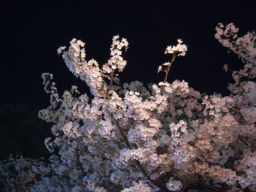 夜桜2012＠大中公園（大和高田市）-08