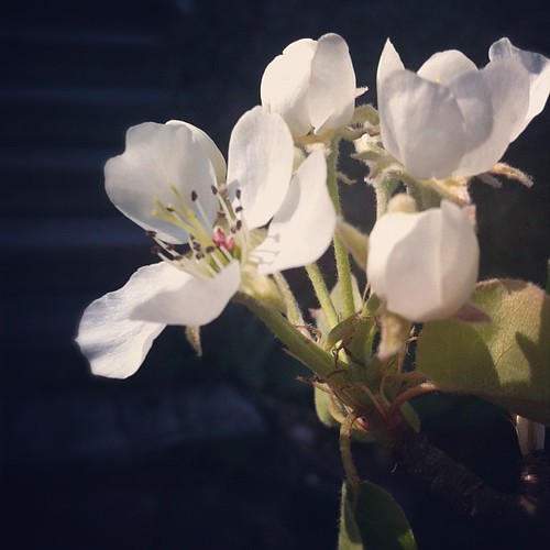 first time this pear has bloomed for us #organicgarden #urbangarden #pear #pleasenofrost