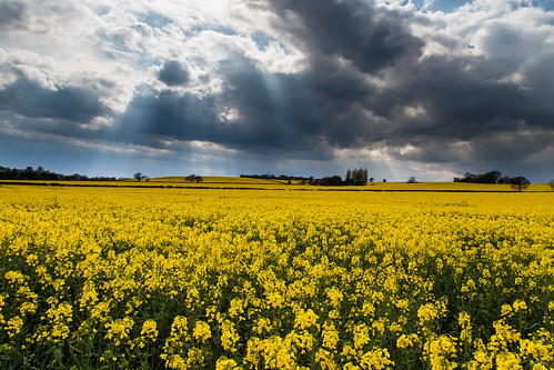 Rapeseed field... by D3RON