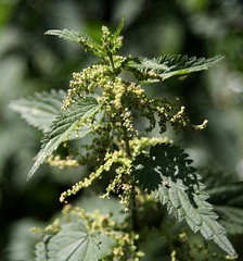 Urticaceae - Brennnesselgewächse