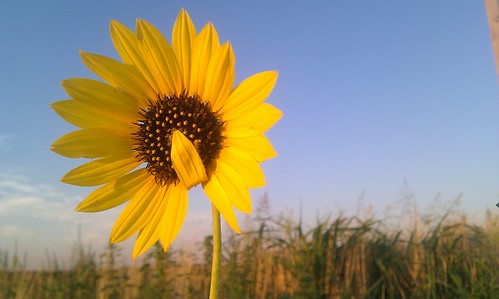 Giggling, the sunflower modestly covered her lips with a petal.
