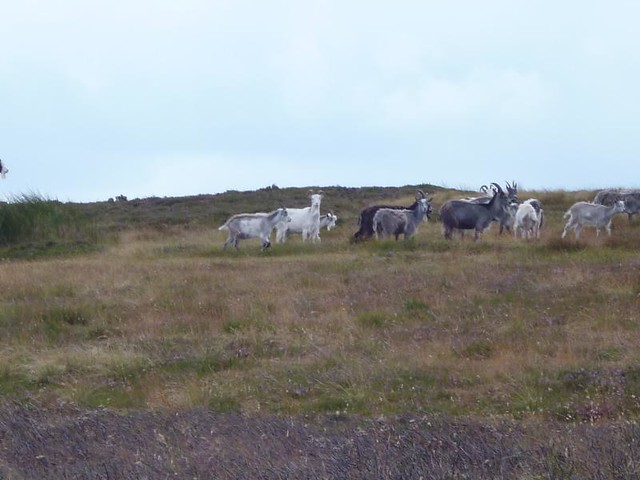 feral goats on the Tors