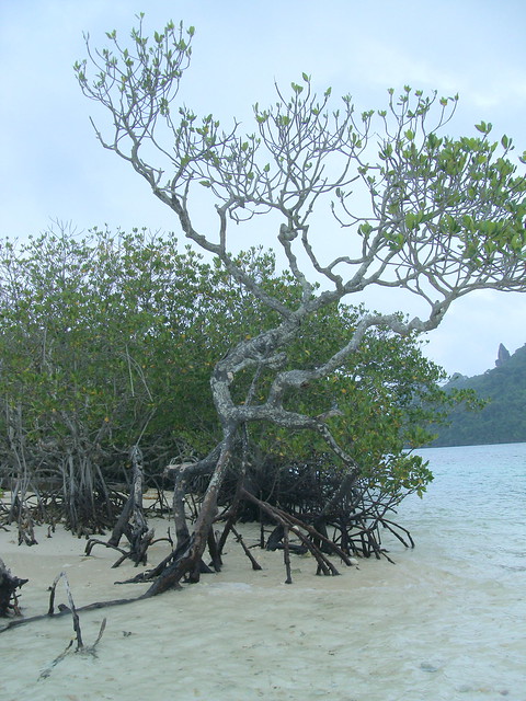 Mangroves do help so handle it with care