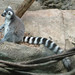 RingTailedLemur_011 posted by *Ice Princess* to Flickr