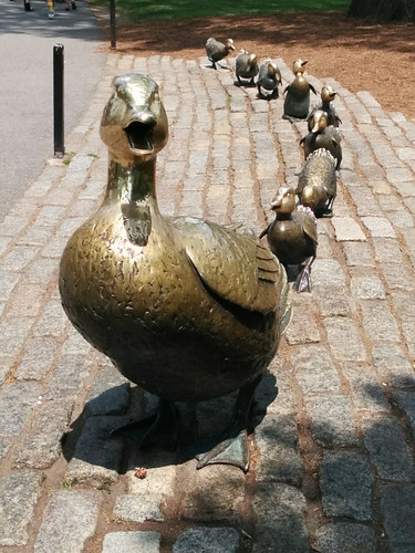 Make Way for Ducklings!