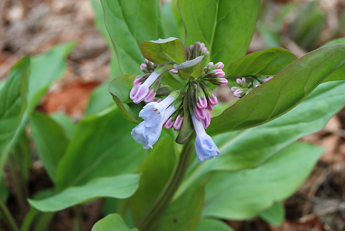 Picture of Virginia Bluebells (Mertensia virginica), a spring ephemeral wildflower found in the Ozarks.
