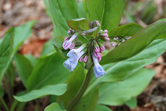 Virginia Bluebells, Mertensia virginica