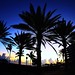 Bahama Sky and Selects- Nassau (5)