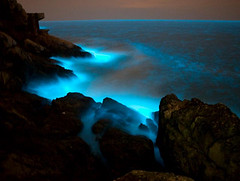 馬祖「藍眼淚」星沙奇景，海面發出幽幽藍光。（顧哲嘉攝）
