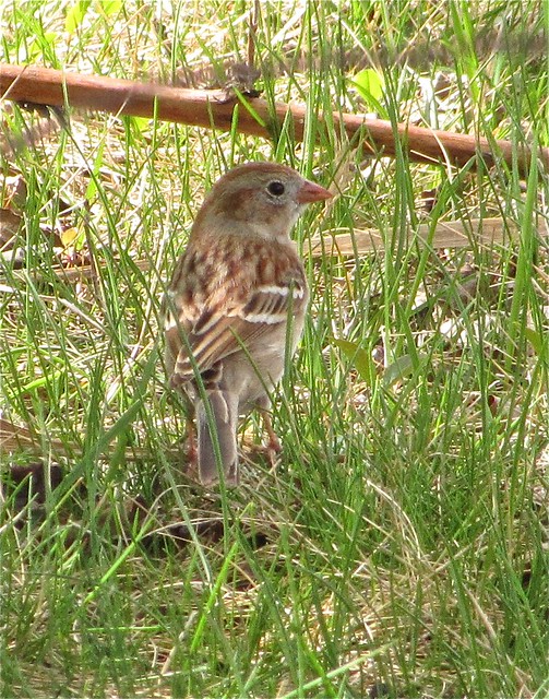 Field Sparrow at Ewing Park 01
