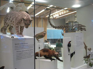 Taxidermy animals in ROM Life in Crisis: Schard Gallery of Biodiversity 