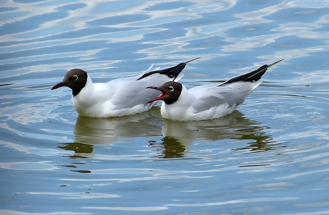 26933 - Black Headed Gulls, Llanelli WWT