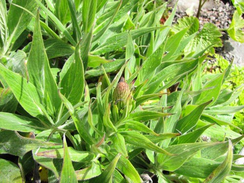 Foto 12-Massaroco (Echium candicans)