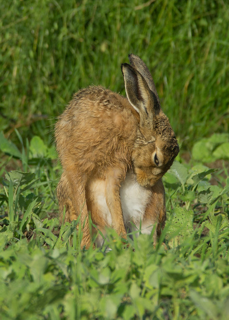 brown hare grooming