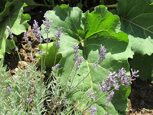 (19-4) Blooming lavender and wild burdock next to the greenhouse in the kitchen garden - FarmgirlFare.com