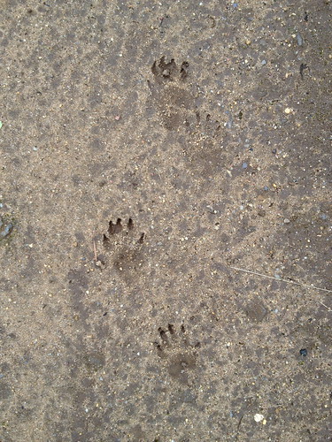 Badger tracks