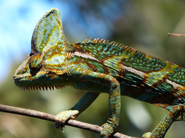 Veiled Chameleon (Green) - Australian Reptile Park, Central Coast NSW, Australia