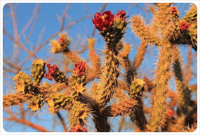 tucson cactus flowers