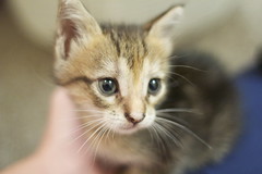 Baby Kitties available for adoption