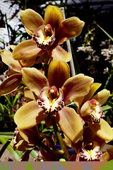 orchid hybrids i've bloomed #7 (full)