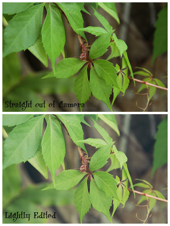 new lens grapevine before&after