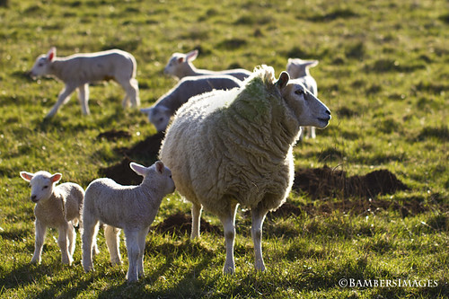 Backlit lambs. by BambersImages